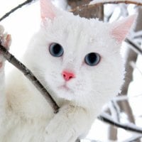 â™¥blue eyed cat in the snowâ™¥