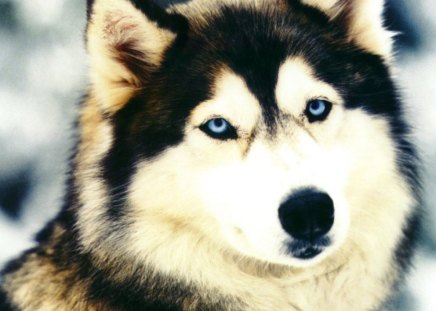 blue eyed husky - hushy, blue eyes