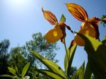 Yellow Lady Slipper