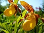 Yellow Lady Slipper 2