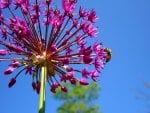 Allium