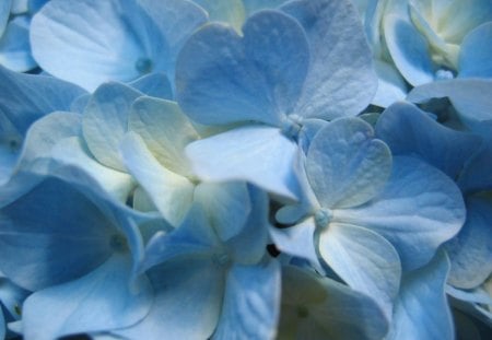 blue hydrangea flower - close up, beauty, blue, hydrangea, flower