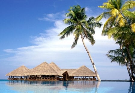 topical honey moon! - maldives, topics, water, simplicity, palm trees, clear, entertainment