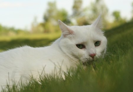 Green against Green  - green, grass, cat, eyes