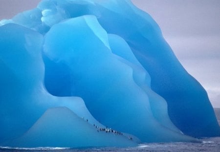 penguins ice cage! - ice, nature, penguins, blue, cold, snow, beauty, ocean