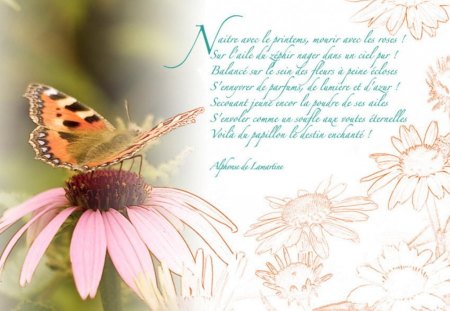 tu parle francaise? - beauty, nice, lovely, french, butterfly, pink, sweet, cute, flower