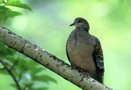 Turtle-dove - turtle-dove, birds