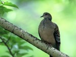 Turtle-dove