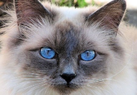 Blue on Blue - blue, eyes, kitty