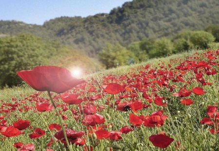 Chickpea field with loads of poppies - field, chickpea, poppies