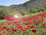 Chickpea field with loads of poppies