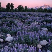 Sunrise Glow on a Field of Lupine at the Teton Range Wyoming