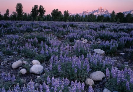 Sunrise Glow on a Field of Lupine at the Teton Range Wyoming - wyoming, usa, lupine, national park, teton range, field of lupine