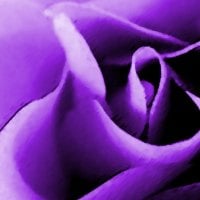 Purple Rose