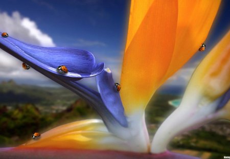 Flower in 3D - 3d, flower, blue