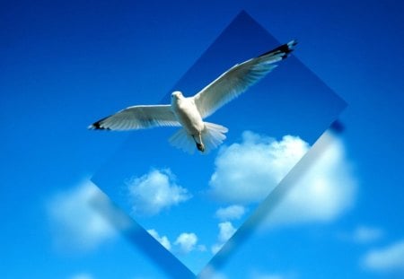 Gaining Perspective - sky, perspective, bird