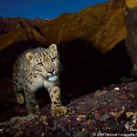 snow leopard at night