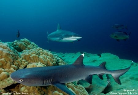 white tiped reef sharks - white tiped reef sharks, reef sharks