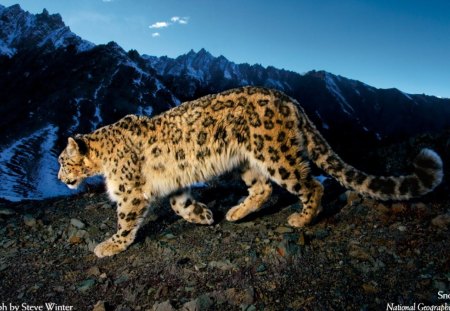 home ward bound - home ward bound, snow leopard