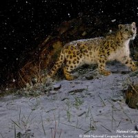 snow leopard in the snow