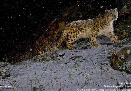 snow leopard in the snow - snow leopard in the snow, snow spirit