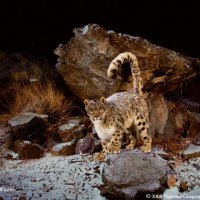 snow covered leopard