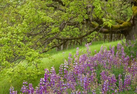 National park of California - flowers, field, park