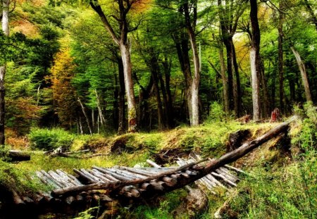 Broken bridge - nature, bridgets