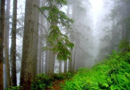 let's walk - trees, grass