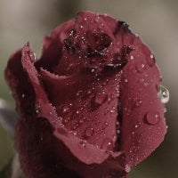 drops on the rose