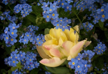 Yellow and blue flowers - flowers, colors