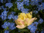 Yellow and blue flowers