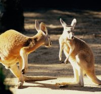 Kangaroo