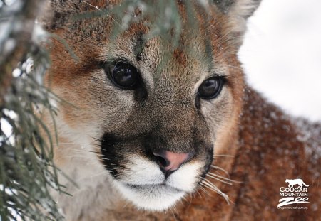 The Cougar - animal, unique, the cougar, wild