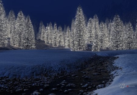 Christmas forest - christmas, snow, forest, tree