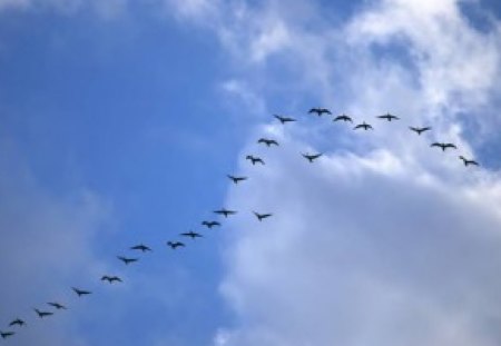 Getting Into Formation - clouds, birds, animals, sky