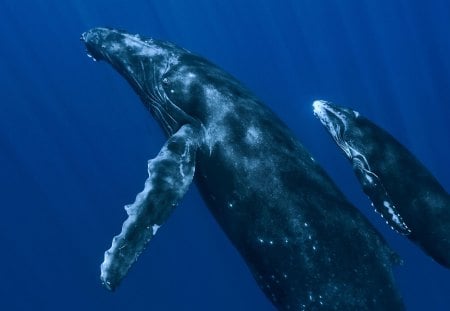 SIDE BY SIDE - ocean, people, animals, technology, sea mammal, other, large, entertainment, whales