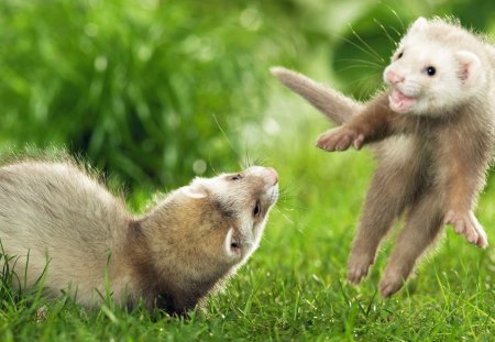 Playful afternoon - ferret, play, nature, predators, cute, hd, wallpaper, animals