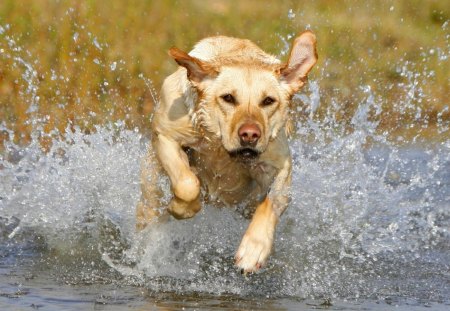 Summer happiness - play, summer, nature, dogs, retrievers, labrador retriever, hd, cute, animals, wallpaper