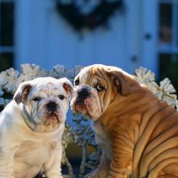 Bulldogs In Love