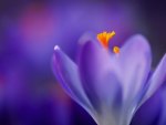 Crocus Purple Flower