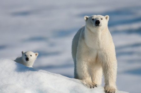 Mother And Son Polar Bears - bears, son, polar, mother