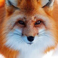Fox Close Up