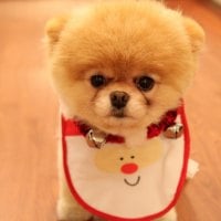 Cute Christmas Dog 2012 HD Wallpaper