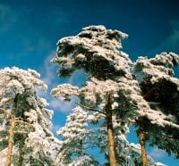 WINTER TREES