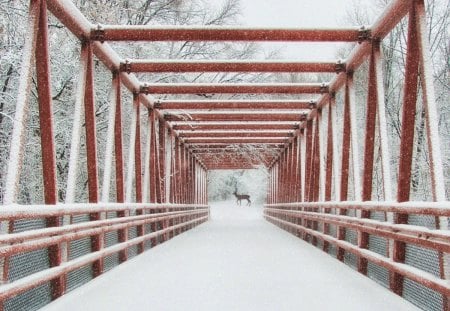 Winter bridge - frosty, xmas, greeting, shine, other, whiter trees, amazing, cool, cold, holiday, frozen, silent, shining, nature, splendidly, celebration, beautiful, seasons, travels, peaceful, photography, mountains, wonderful, mist, gorgeous, quiet, winter time, rivers, magnificent, winter, christmas, splendor blue in winter, splendor, miracle, fog