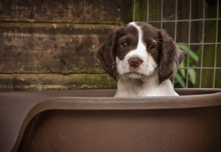 Dog - playful dog, cute, beautiful, puppy, adorable, dogs, river, dog face, face, animals, pretty, water, canoe, beauty, bubbles, sweet, playful, puppies, pay, lovely, dog