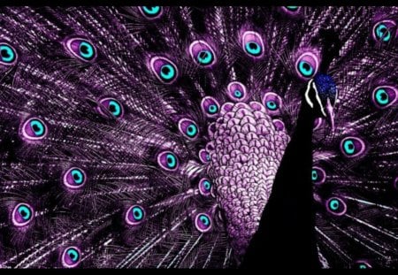 Peacock art - peacock, purple, art, black, bird