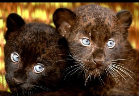 Panther cubs - wild llife, cubs, adorable, zoo, panther