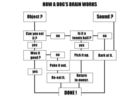 How a dogs brain works - fun, brain, funny, dog, lol